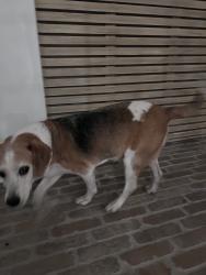 Found/Stray Male Dog last seen Shadyridge Dr / Brightwood Dr, North Tustin, CA 92705
