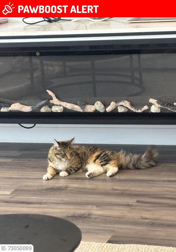 Lost Unknown Cat last seen Meadow heights, Meadow Heights, VIC 3048