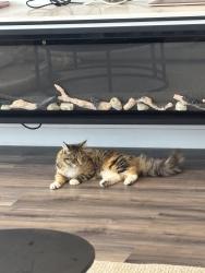 Lost Unknown Cat last seen Meadow heights, Meadow Heights, VIC 3048