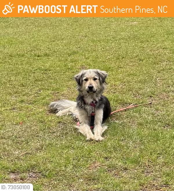 Found/Stray Unknown Dog last seen East Hedgelawn way, Southern Pines, NC 28387