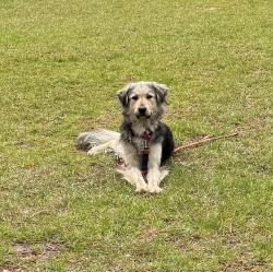 Found/Stray Unknown Dog last seen East Hedgelawn way, Southern Pines, NC 28387