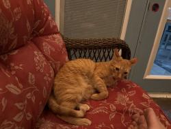 Lost Male Cat last seen Lockwood Blvd & Manigan Ave, Oviedo, FL 32765