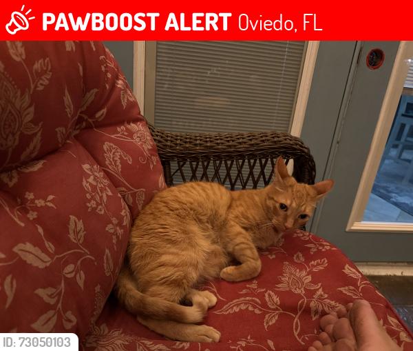 Lost Male Cat last seen Lockwood Blvd & Manigan Ave, Oviedo, FL 32765