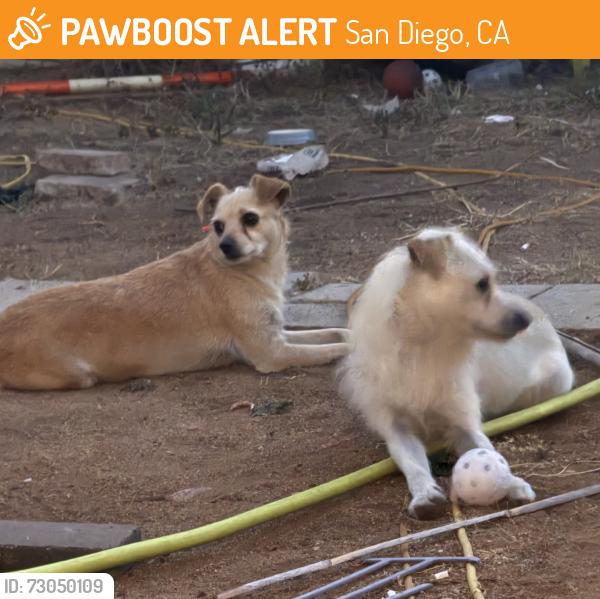 Found/Stray Male Dog last seen Chat, San Diego, CA 92139