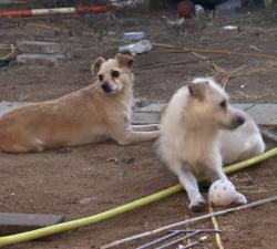 Found/Stray Male Dog last seen Chat, San Diego, CA 92139