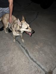 Found/Stray Female Dog last seen Dictionary Hill, Spring Valley, CA 91977