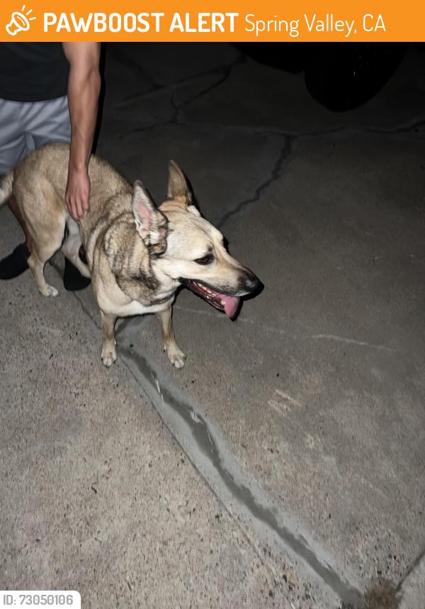 Found/Stray Female Dog last seen Dictionary Hill, Spring Valley, CA 91977