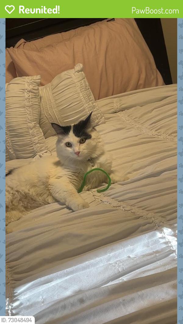 Reunited Male Cat last seen Harvard and Perry , Denver, CO 80219