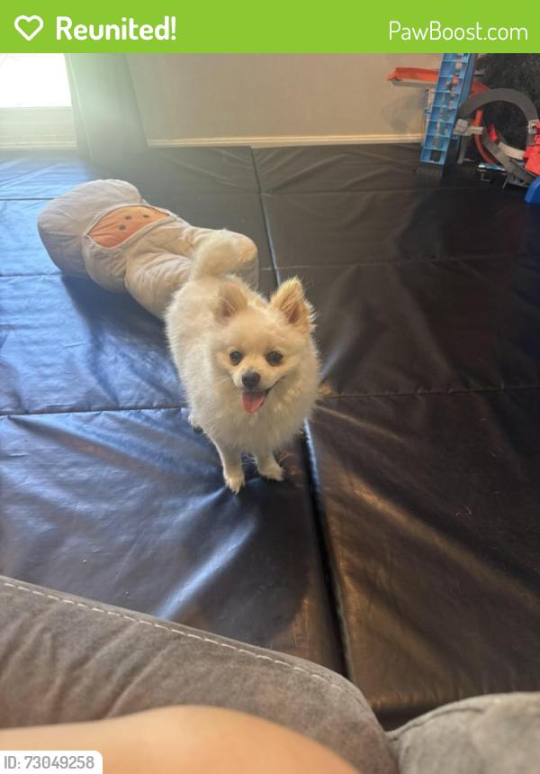 Reunited Male Dog last seen Dublin ave , Springfield, VA 22151