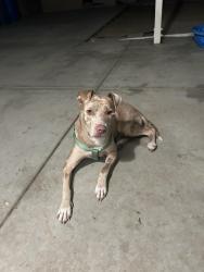 Found/Stray Female Dog last seen Stillmore and whites cyn, Santa Clarita, CA 91351