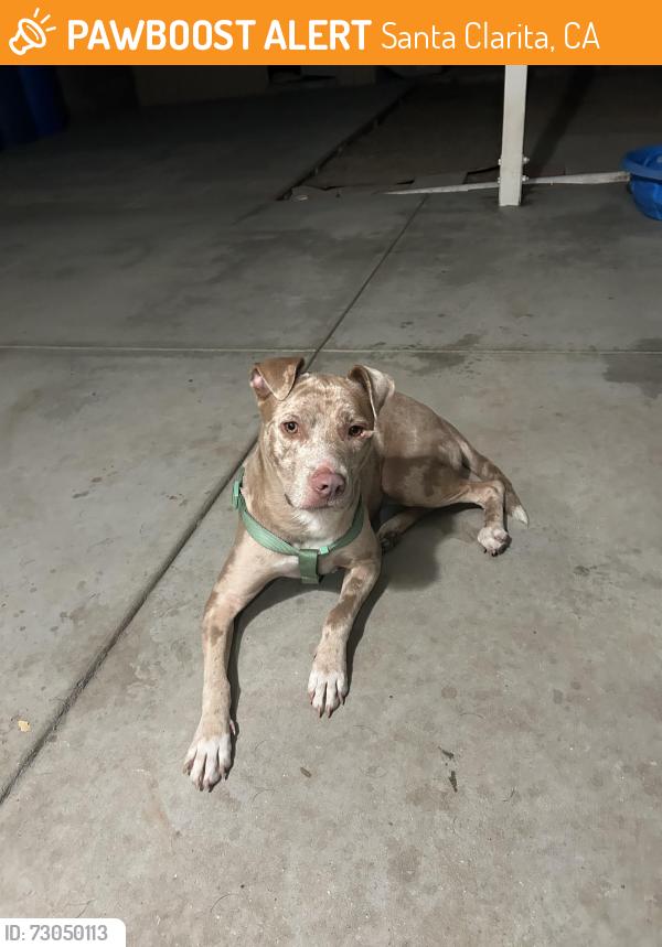 Found/Stray Female Dog last seen Stillmore and whites cyn, Santa Clarita, CA 91351