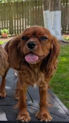Reunited Female Dog last seen 16th ave & 50th st, Kenosha, WI 53140