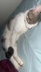 Lost Male Cat last seen Near Torquay drive, Victoria, BC V8N 3K7