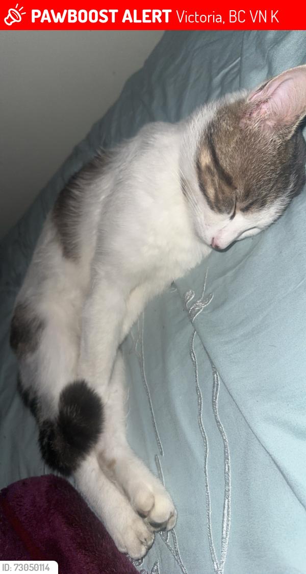 Lost Male Cat last seen Near Torquay drive, Victoria, BC V8N 3K7