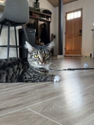 Reunited Female Cat last seen Near 110th Ave Ct E, Edgewood, WA 98372, USA, Edgewood, WA 98372