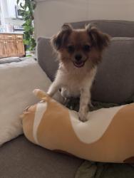 Found/Stray Male Dog last seen Food Lion parking lot Lakewood Square Durham, Durham, NC 27707