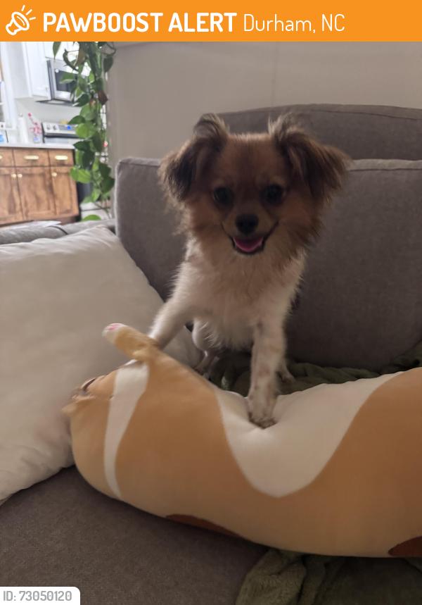 Found/Stray Male Dog last seen Food Lion parking lot Lakewood Square Durham, Durham, NC 27707