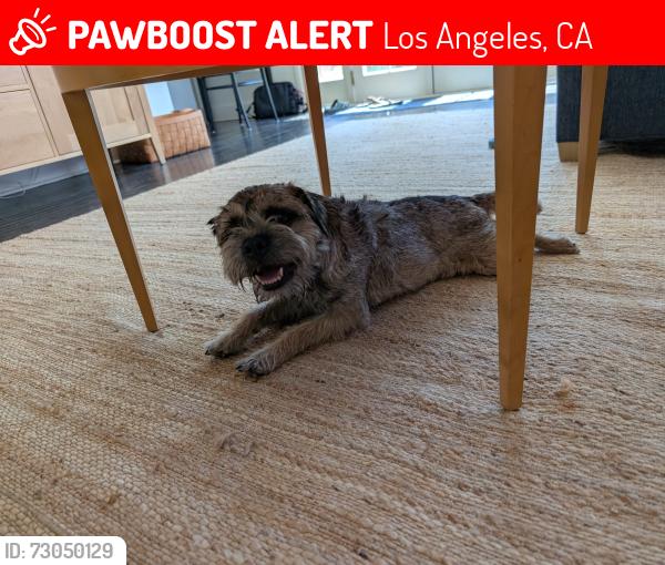 Lost Female Dog last seen Bronson and 9th, Los Angeles, CA 90005