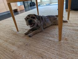 Lost Female Dog last seen Bronson and 9th, Los Angeles, CA 90005