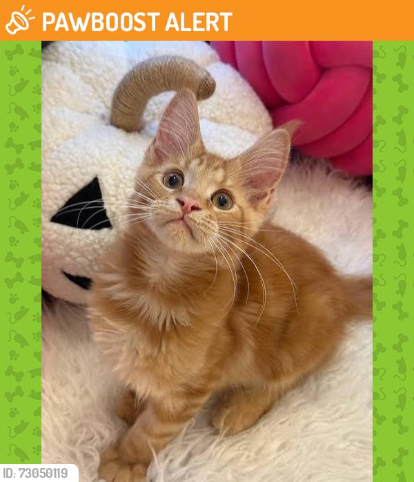 Found/Stray Male Cat last seen Starbucks drive thru Colorado springs, Colorado Springs, CO 80923