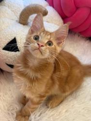 Found/Stray Male Cat last seen Starbucks drive thru Colorado springs, Colorado Springs, CO 80923