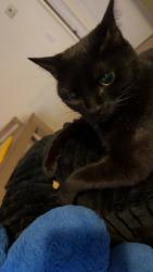 Lost Male Cat last seen border , Inverness, FL 34452