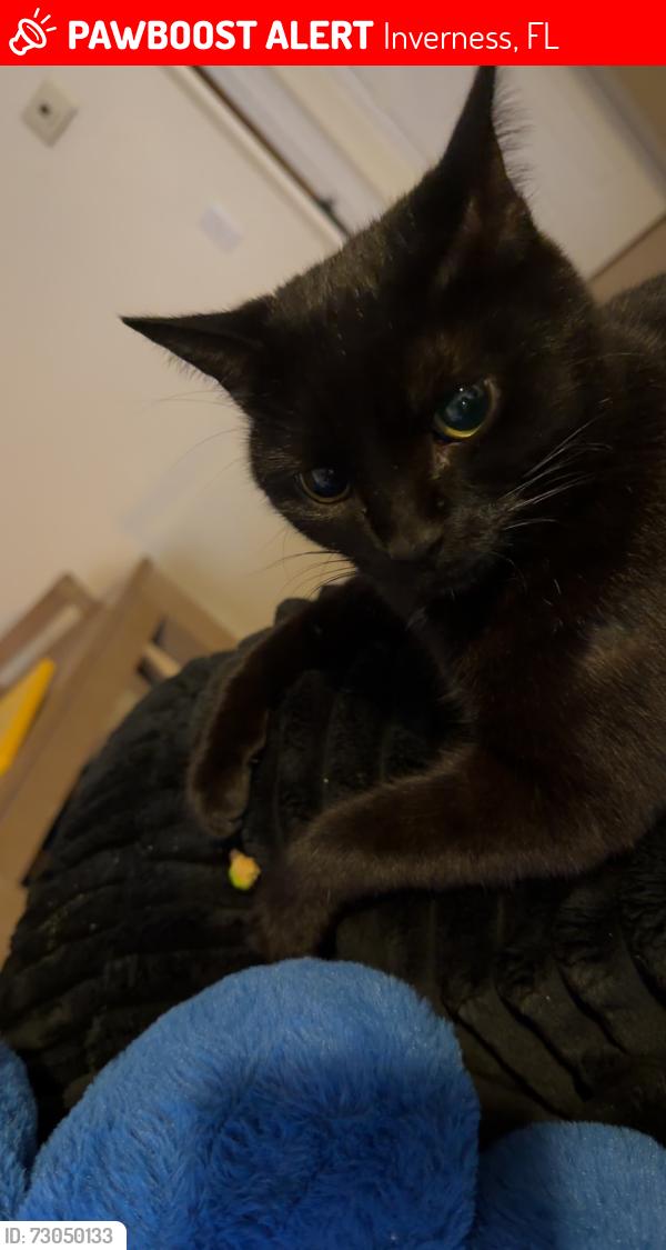 Lost Male Cat last seen border , Inverness, FL 34452
