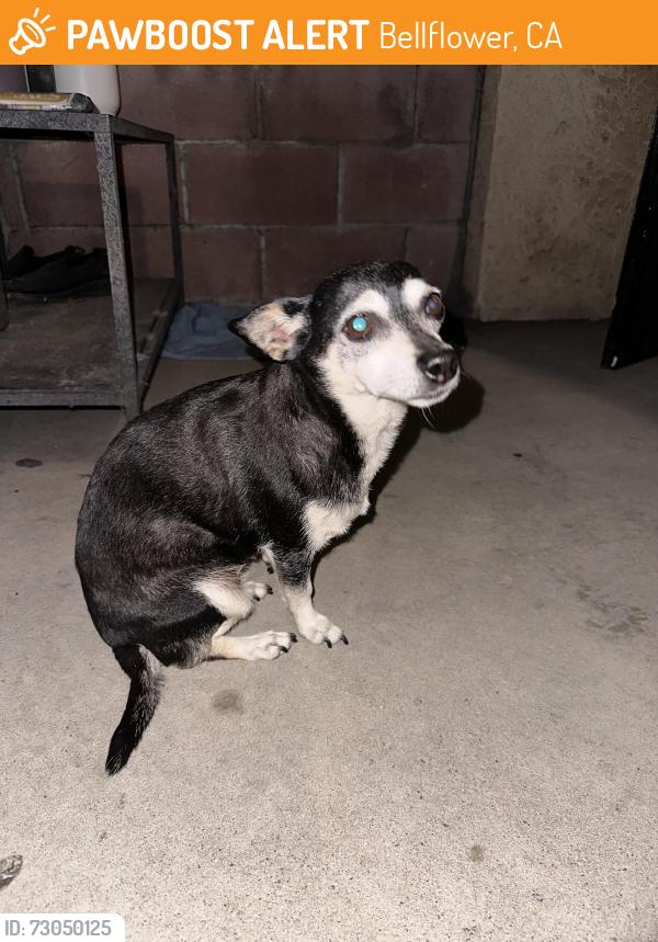Found/Stray Female Dog last seen Near Bellflower Blvd , Bellflower, CA 90706