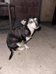 Found/Stray Female Dog last seen Near Bellflower Blvd , Bellflower, CA 90706