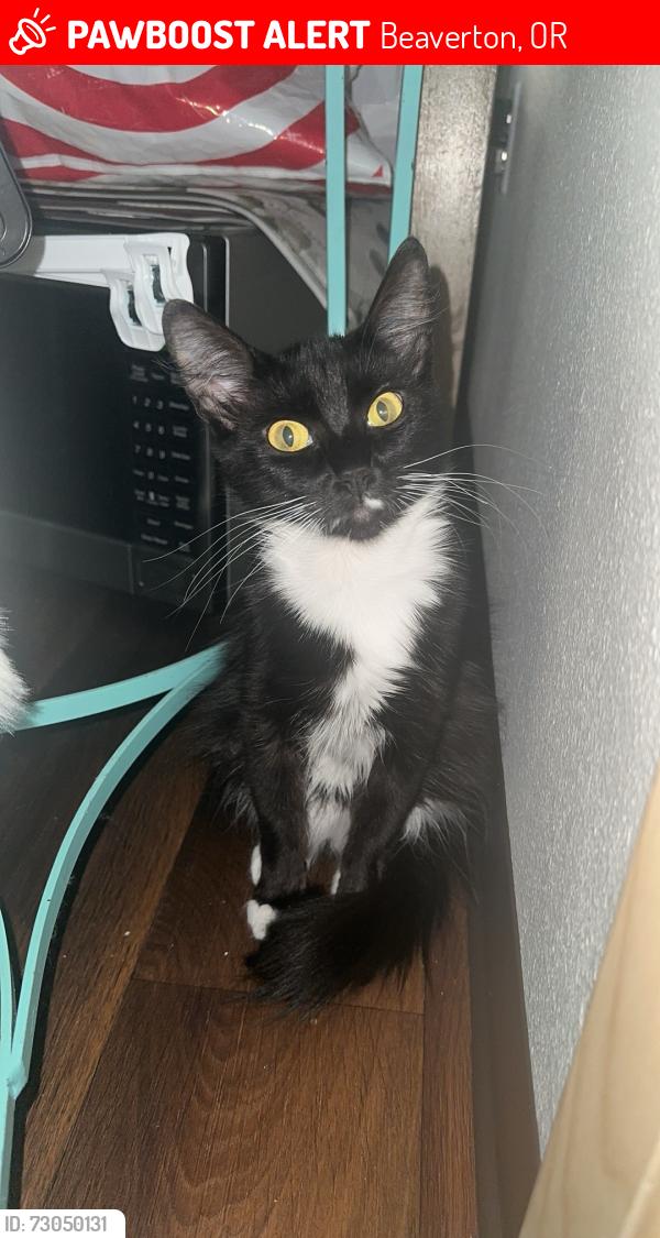 Lost Female Cat last seen Kings court apmts Beaverton Oregon, Beaverton, OR 97006