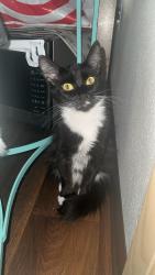 Lost Female Cat last seen Kings court apmts Beaverton Oregon, Beaverton, OR 97006