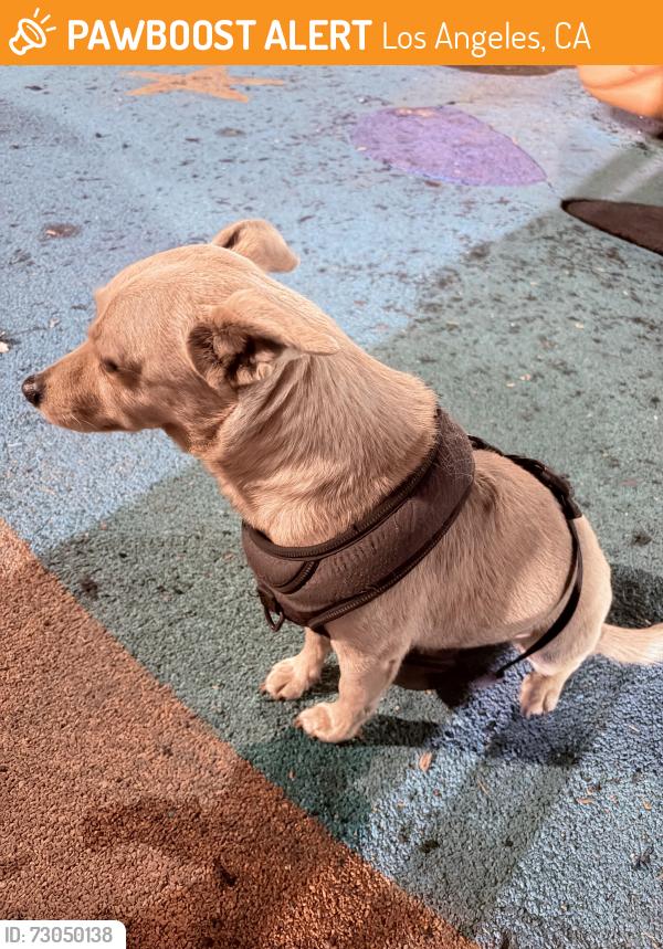 Found/Stray Male Dog last seen W slauson , Los Angeles, CA 90047