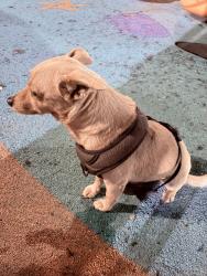Found/Stray Male Dog last seen W slauson , Los Angeles, CA 90047