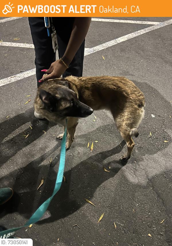 Found/Stray Female Dog last seen Redwood Day School, Oakland, CA 94602