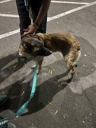 Found/Stray Female Dog last seen Redwood Day School, Oakland, CA 94602