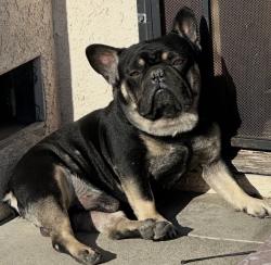Lost Male Dog last seen Lakewood Dalberg , Bellflower, CA 90706
