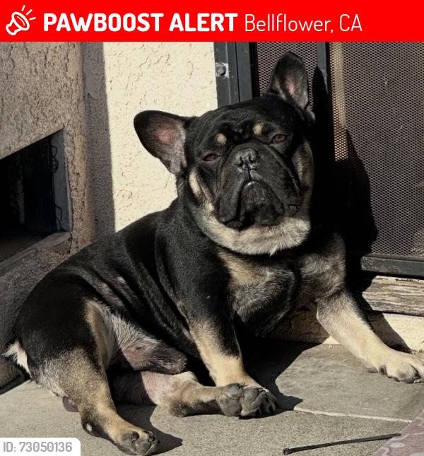 Lost Male Dog last seen Lakewood Dalberg , Bellflower, CA 90706