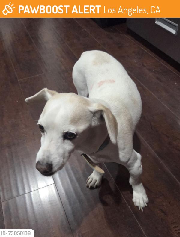 Found/Stray Male Dog last seen San Fernando y Osborne , Los Angeles, CA 91331