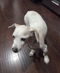 Found/Stray Male Dog last seen San Fernando y Osborne , Los Angeles, CA 91331