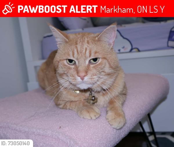 Lost Male Cat last seen Near Kruger road , Markham, ON L3S 3Y7