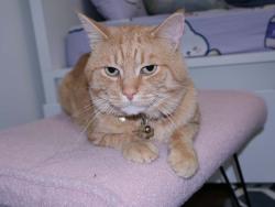 Lost Male Cat last seen Near Kruger road , Markham, ON L3S 3Y7