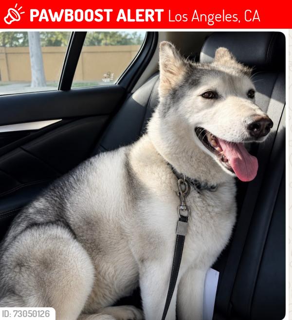 Lost Female Dog last seen Sawyer and Venice , Los Angeles, CA 90016