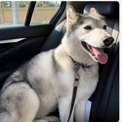 Lost Female Dog last seen Sawyer and Venice , Los Angeles, CA 90016