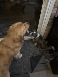 Reunited Male Dog last seen North Flower Street and Memory Lane, Santa Ana, CA 92706