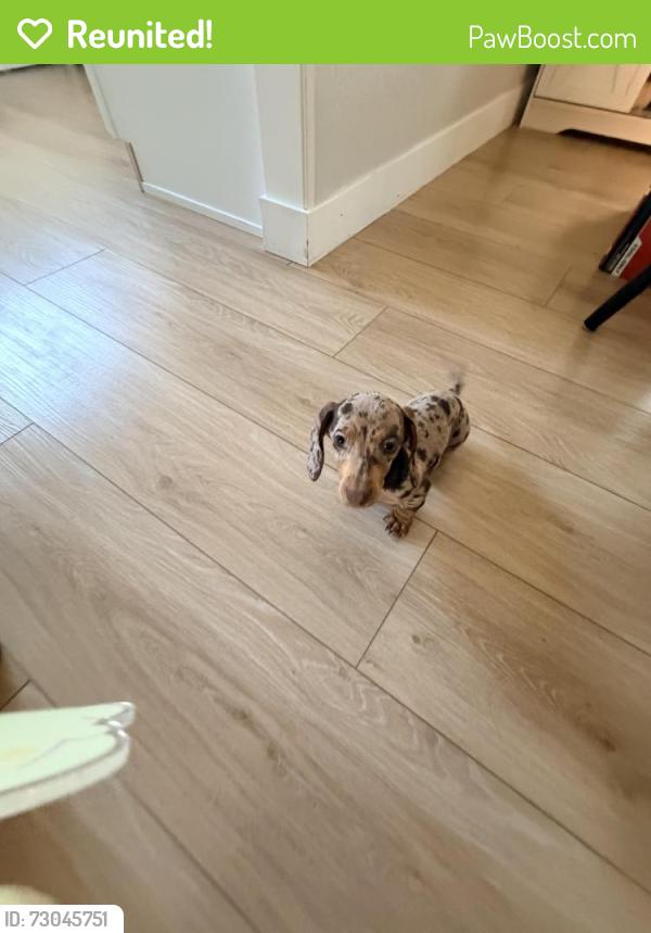 Reunited Female Dog last seen Miller, Fontana, CA 92336