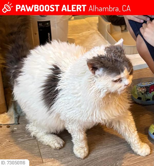 Lost Male Cat last seen W San Marino Ave, Alhambra, CA 91801