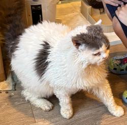 Lost Male Cat last seen W San Marino Ave, Alhambra, CA 91801