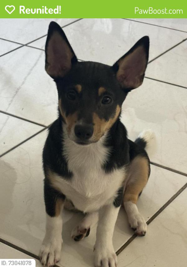 Reunited Male Dog last seen Bryan park, Miami, FL 33135