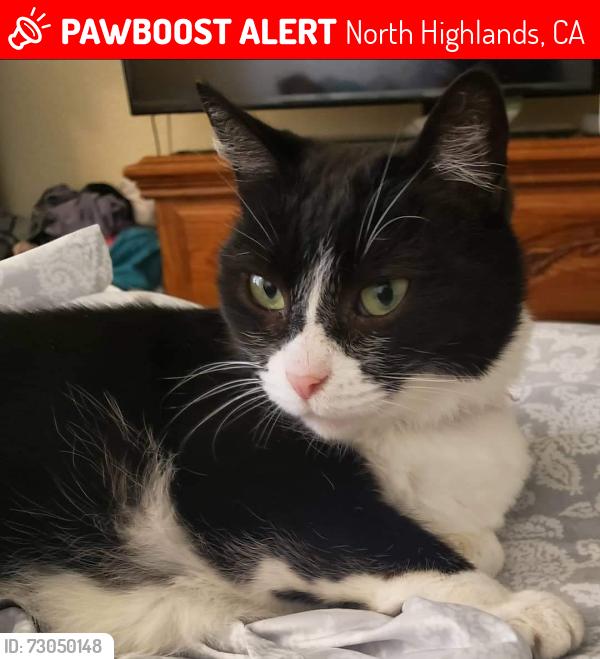 Lost Female Cat last seen Near Madison and Hillsdale, North Highlands, CA 95660