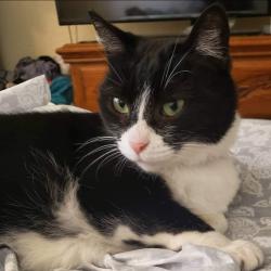 Lost Female Cat last seen Near Madison and Hillsdale, North Highlands, CA 95660
